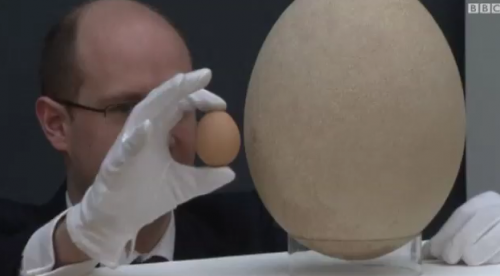 اكتشاف اكبر بيضة في العالم وبيعها في المزاد