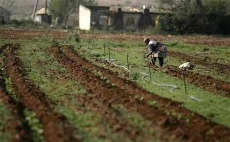 الحكومة تقرر دعم الفلاحين بزيادة اسعار شراء بعض المحاصيل 10 %