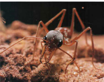 “النمل المجنون” يهدد باختلال توزان البيئة جنوب شرقي الولايات المتحدة…