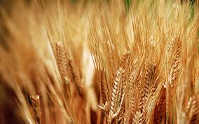 التجارة تعلن ان  الحنطة المتسلمة تغطي 75 بالمئة من حاجة البلاد