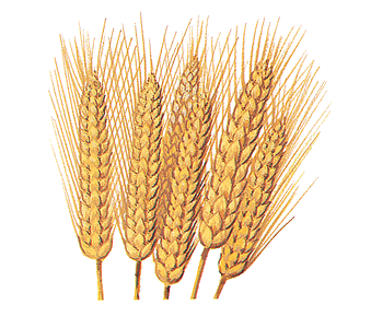 تخصيص اراض لزراعة محصولي الحنطة والشعير ضمن الخطة الشتوية للموسم الرزاعي المقبل في ميسان
