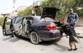 كلاب K9 تنتشر اليوم في شوارع البصرة بحثا عن مفخخات!