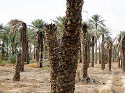 60% من بساتين النخيل داخل محافظة ديالى مصابة بحشرة الدوباس