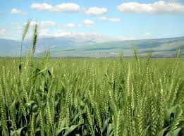 والعهدة على الراوي…الزراعة تعلن ارتفاع الإنتاج في محصول الحنطة بنسبة 80 %