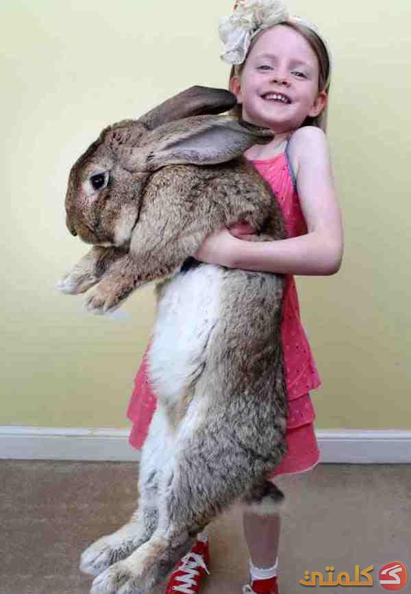 أكبر أرنب في العالم يدخل “جينيس”