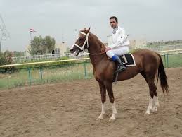 الديوانية : إنهاء الاستعدادات الخاصة في إقامة سباق الخيول العربية