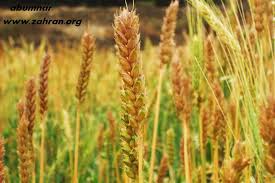 في السليمانية توقعات بزيادة انتاج محصول الحنطة للعام 2014