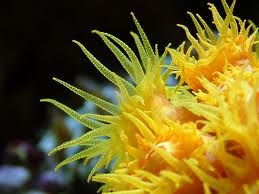 العلم يجهل أكثر من 99 ٪ من الكائنات المجهرية البحرية