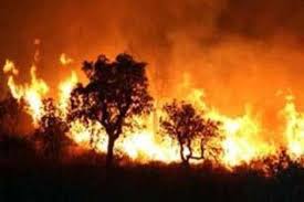 حريق إسرائيلي يمتد ليلتهم أشجارا أردنية