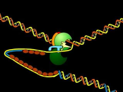 تحديد عمر الإنسان من خلال DNA