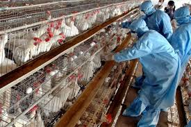 كردستان تمنع استيراد الدجاج من تركيا
