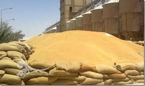 وزارة التجارة:العراق تجاوز حدود المليوني طن من الحنطة خلال العام الحالي