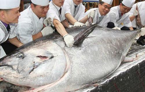 طوكيو:بيع سمكة تونة بمبلغ 14 مليون ين ياباني
