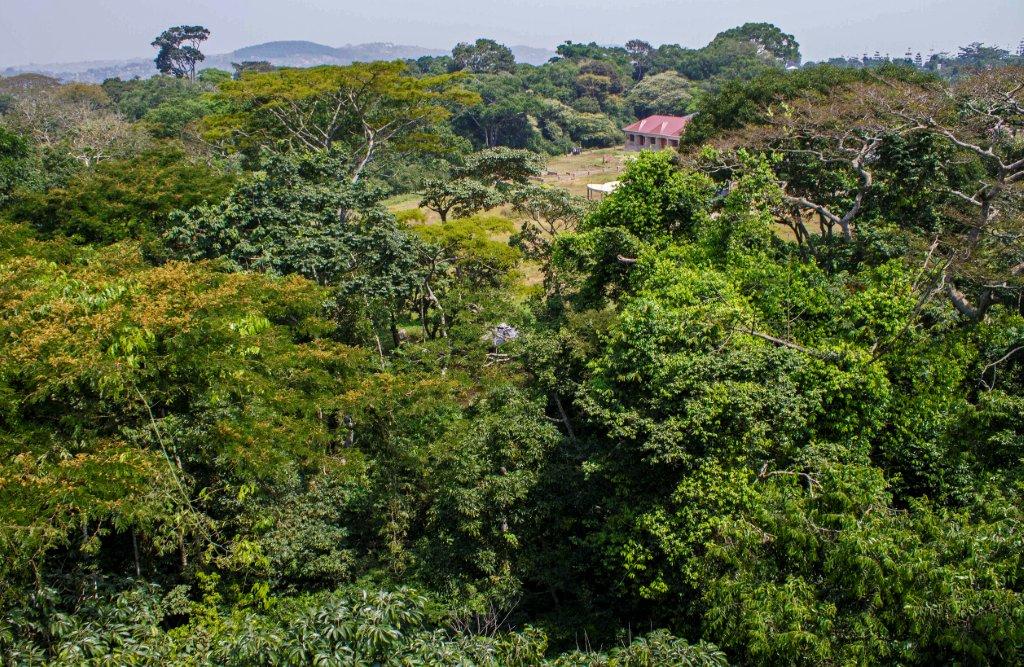 غابة «زيكا» تكتسب شهرة عالمية