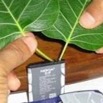 طريقة جديدة لشحن الهواتف النقالة بواسطة النباتات