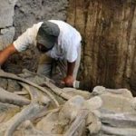 العثور على بقايا “ماموث” تبلغ من العمر 14 ألف عام