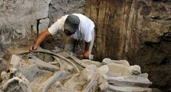 العثور على بقايا “ماموث” تبلغ من العمر 14 ألف عام