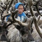لماذا ترعى القبائل المنغولية غزلان الرنة؟