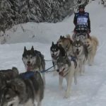 تحد بين 500 كلب على جبال الألب