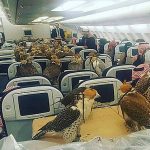 أمير سعودي يحجز 80 مقعدا لصقوره على متن طائرة تجارية