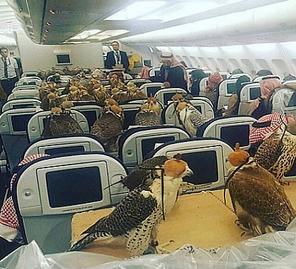 أمير سعودي يحجز 80 مقعدا لصقوره على متن طائرة تجارية
