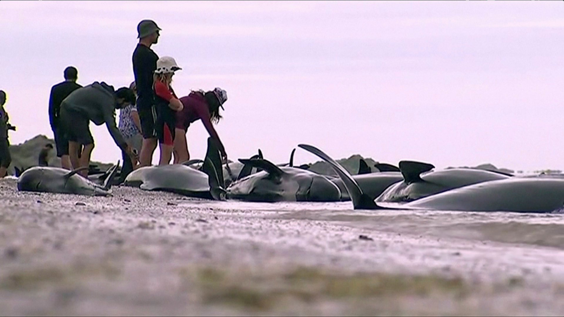 إنقاذ عشرات الحيتان بعد نفوق المئات بشواطئ نيوزيلندا