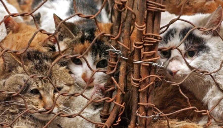 إنقاذ 500 قطة بالصين قبل أن تتحول لوجبات