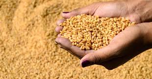 العراق يطرح مناقصة عالمية لشراء ما لا يقل عن 50 ألف طن من القمح