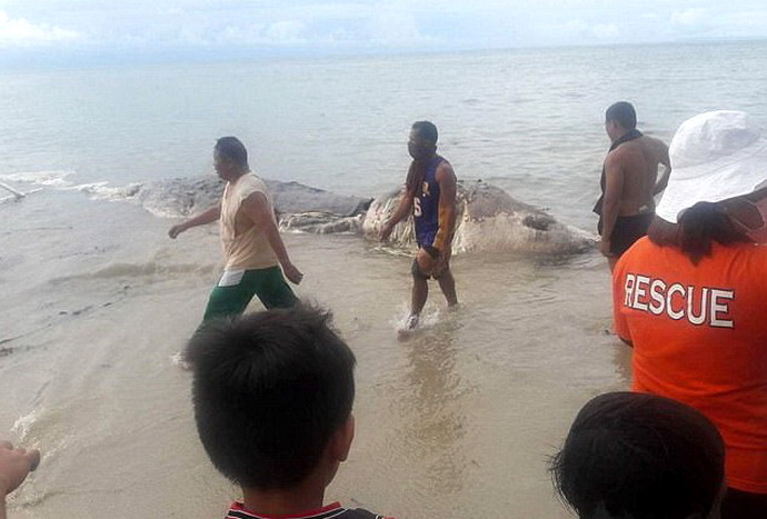 عملاق بحري غامض يثير الرعب في جزيرة فلبينية