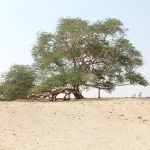 في البحرين..شجرة عمرها 400 عام ولازالت خضراء