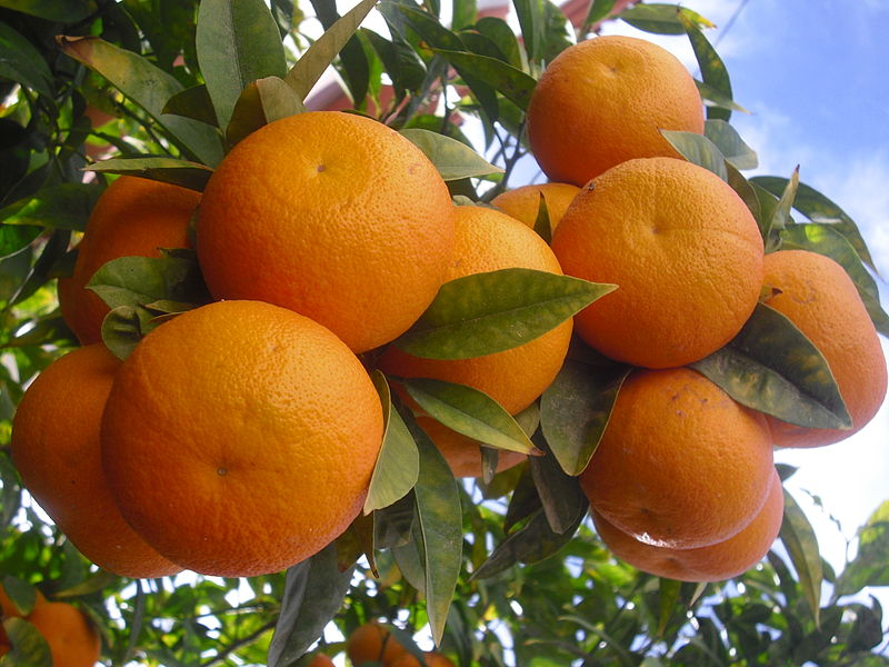 الاحصاء الزراعي:البرتقال الأكثر انتاجا من بين الحمضيات عام 2018