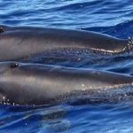 علماء:اكتشاف حيوان الحوت-الدولفين