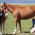 حليب الخيول مصدر غذائي لشعب كازاخستان