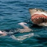 هجوم أسماك القرش في فلوريدا
