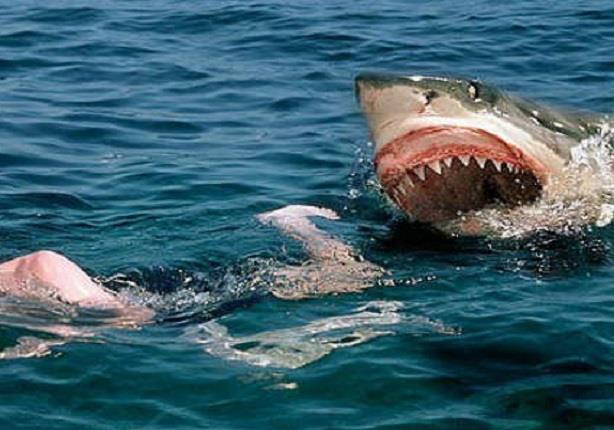 هجوم أسماك القرش في فلوريدا