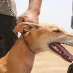 “السر القذر” وراء موت آلاف كلاب الصيد بإسبانيا