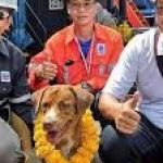 الكلب “الناجي”.. سبح 220 كيلومترا قبل إنقاذه