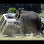 فيل “خارج السيطرة” في بلدة هندية