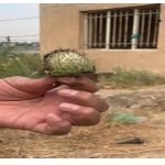 ضبط مزرعة للهيروين في محافظة واسط تعود لمليشيا العصائب