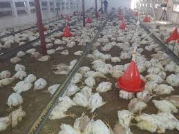 وزارة الزراعة تبرىء عملاء إيران من هلاك أكثر من 55 ألف دجاجة