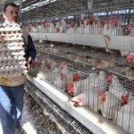 زراعة كربلاء تعلن عن إنتاج 97 مليون بيضة في النصف الأول من العام الحالي