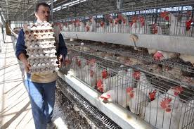 زراعة كربلاء تعلن عن إنتاج 97 مليون بيضة في النصف الأول من العام الحالي