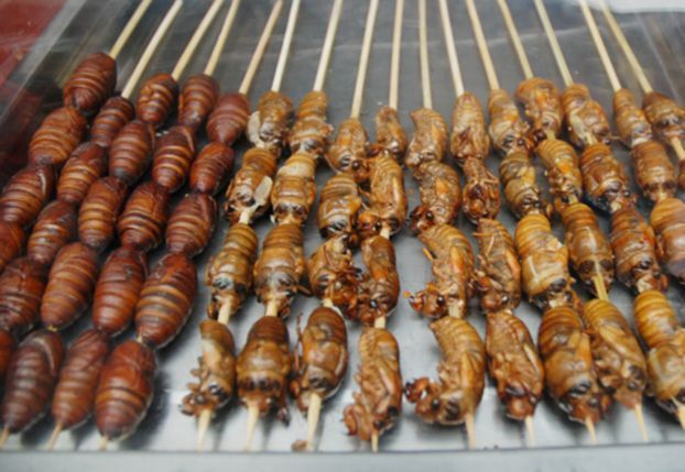 أول مطعم في جنوب أفريقيا يقدم “وجبات من الحشرات”