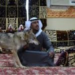 أسرة سعودية تعيش مع الذئاب منذ 11 عاما