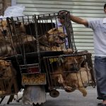 بكين تحظر سكانها من تناول الحيوانات البرية