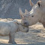 جائحة كورونا تعرض وحيد القرن للصيد الجائر في الهند