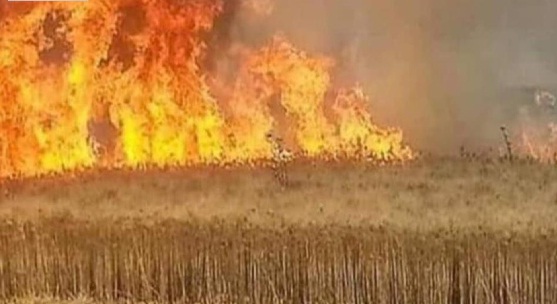 الزراعة النيابية:ميليشيات الحشد وراء حرق مزارع سلة الحبوب لصالح إيران