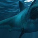أستراليا ..هجمات أسماك القرش تحصد المزيد من البشر
