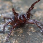 عناكب سامة تجتاح مدينة سيدني الأسترالية