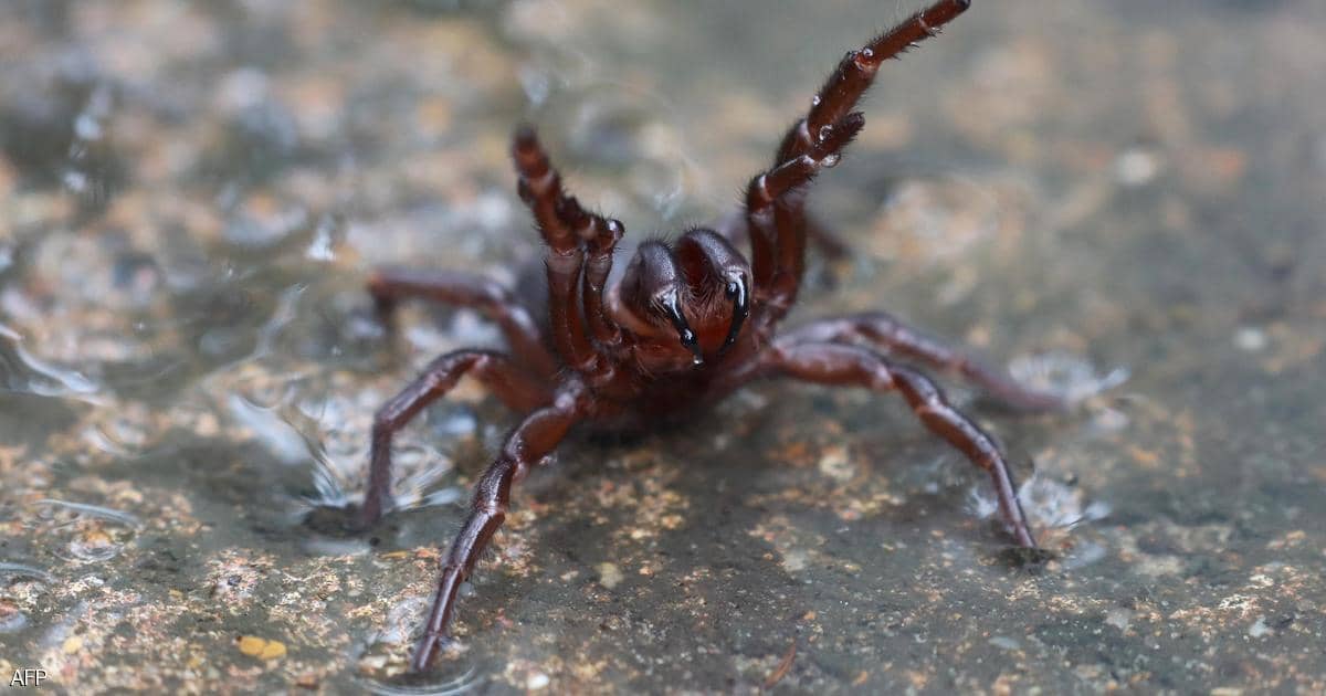 عناكب سامة تجتاح مدينة سيدني الأسترالية
